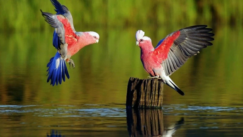 Parrots Lake Forest HD Wallpaper