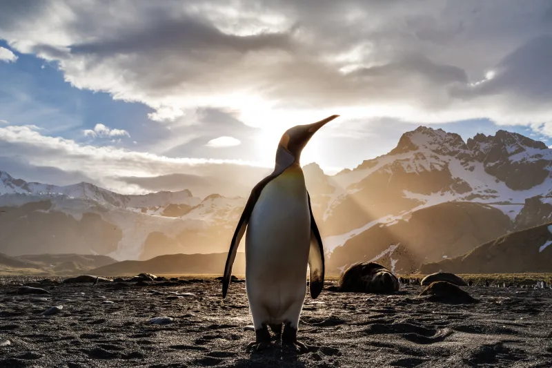 Penguin Looking Out 5k Wallpaper