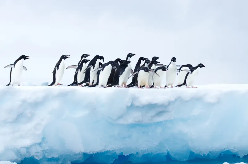 Penguins In Antarctica Wallpaper