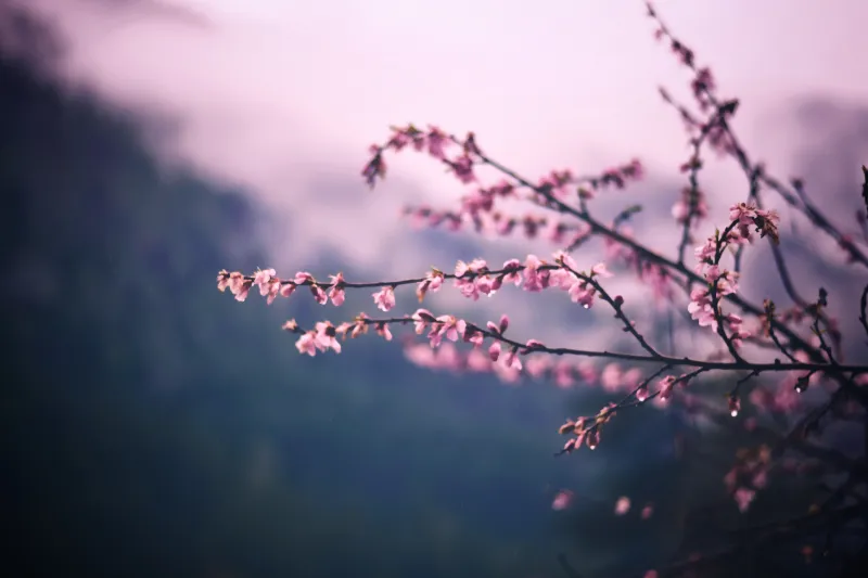 Pink Blossom Tree Branch Spring 5k Wallpaper