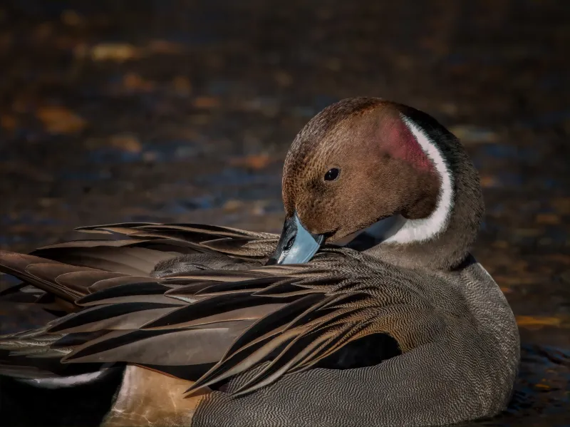 Pintail Duck Wallpaper