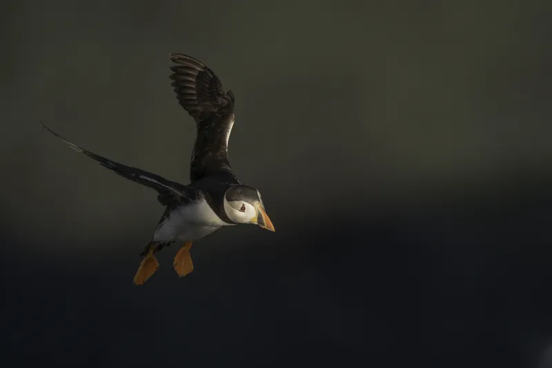 Puffin Flying 5k Wallpaper