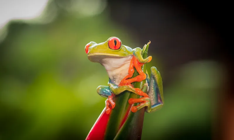 Red Eye Tree Frog 4k Wallpaper