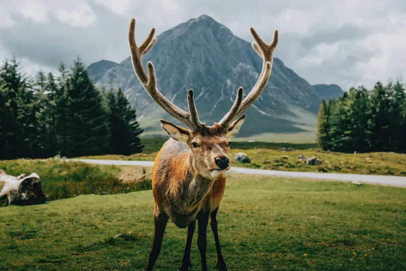 Reindeer Open Field Landscape 4k Wallpaper