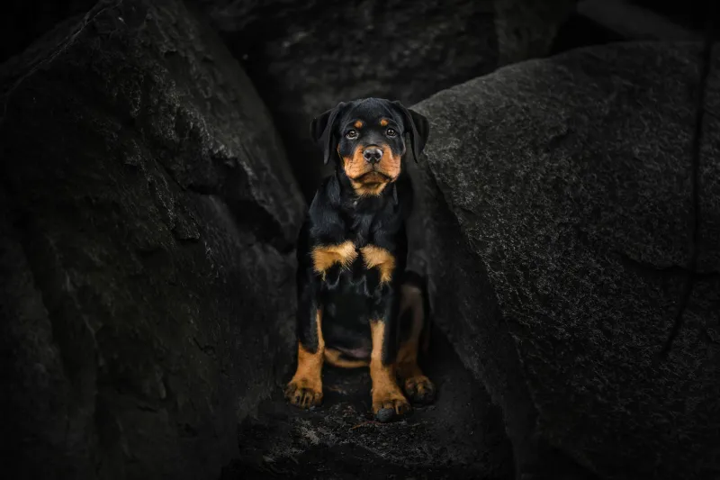 Rottweiler Puppy Wallpaper