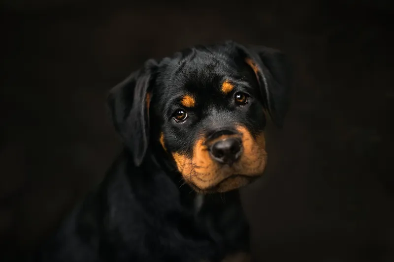 Rottweiler Wallpaper