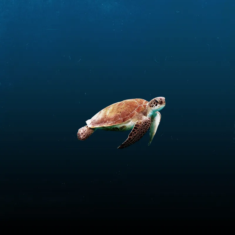 Sea Turtle Wallpaper