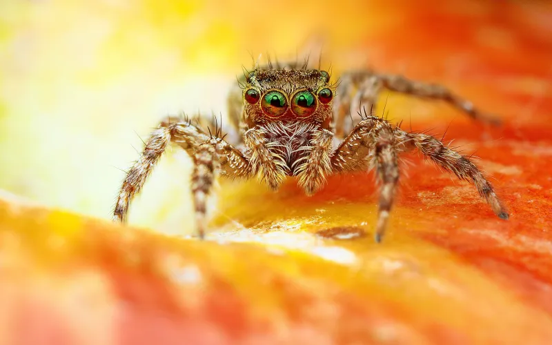 Spider Macro Wallpaper