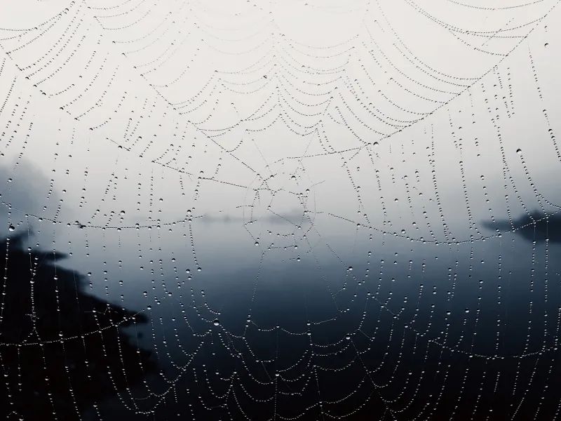 Spider Web Wallpaper