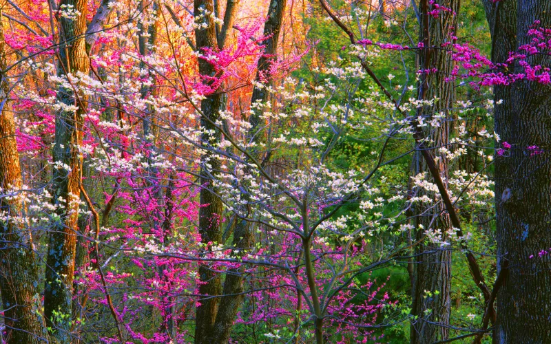 Spring Forest Trees Wallpaper