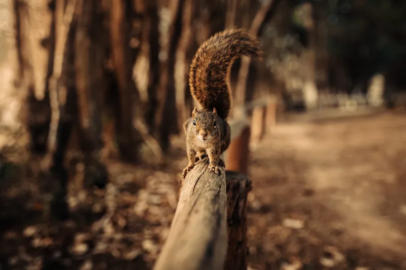 Squirrel Walking On Fence 5k Wallpaper