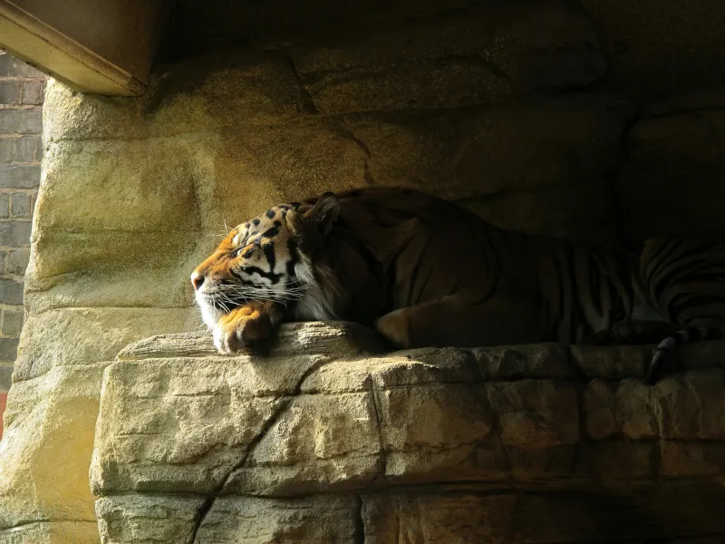 Tiger Sleeping Closed Eyes 5k Wallpaper