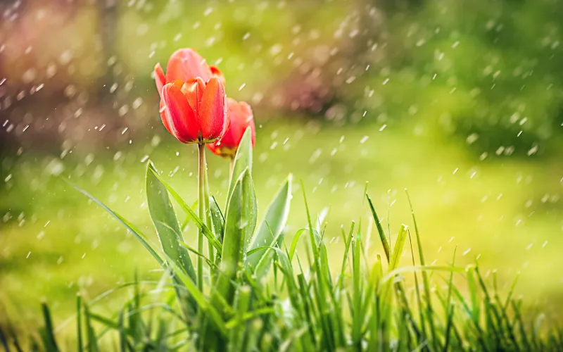 Tulip Rain HD Wallpaper