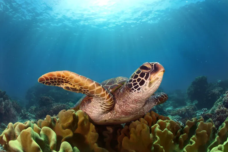 Turtle Hd Wallpaper