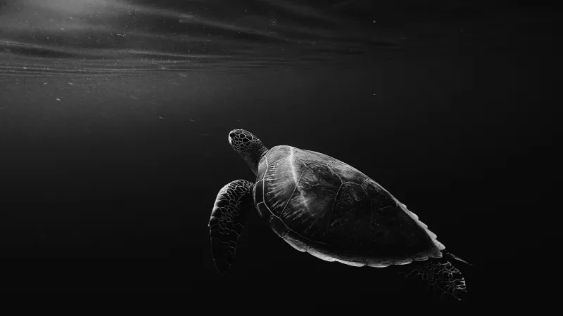 Turtle Oled 4k Wallpaper