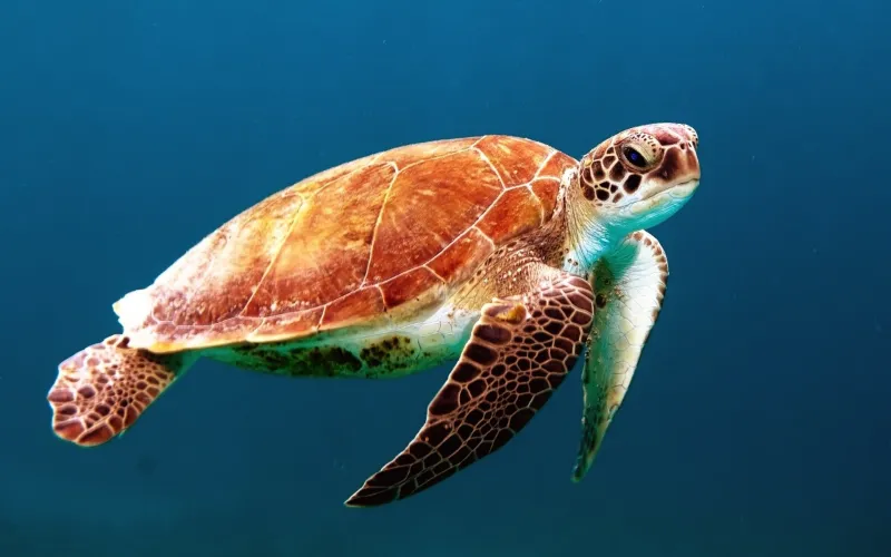 Turtle Reptile Underwater Wallpaper