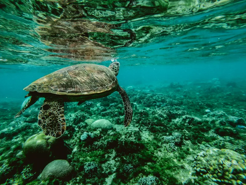 Turtle Underwater Wallpaper