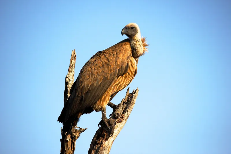 Vulture Bird Wallpaper