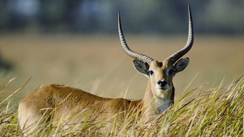 Antelope Forest Grass HD Wallpaper