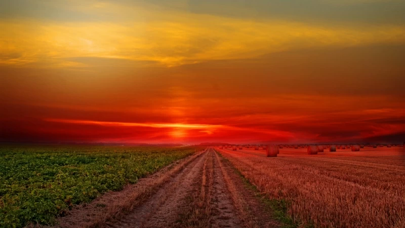 Colorful Sunset at Lonely Field 4K HD Wallpaper