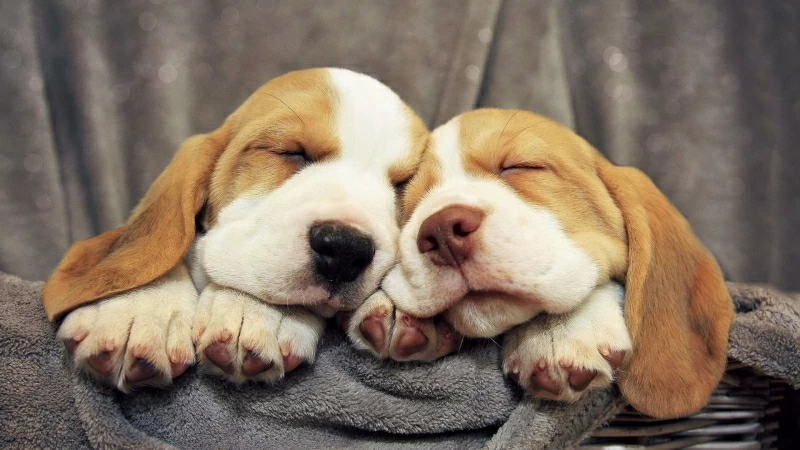 Dog Sleep 4K HD Wallpaper