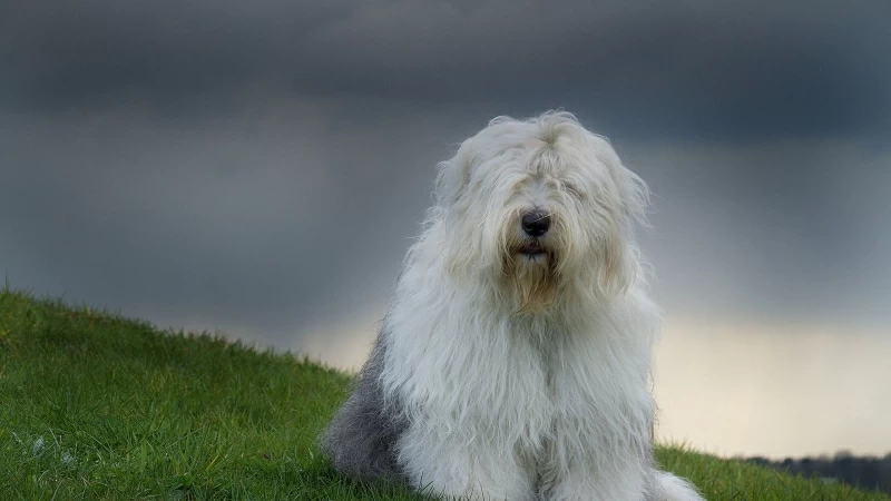 Hairy Dog Grass Clouds 4K HD Wallpaper