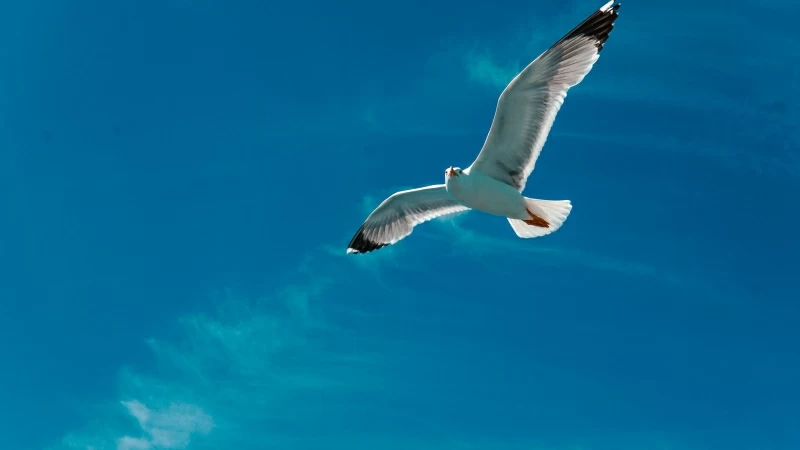 Seagull Bird Wings Flight Sky Clouds 4K HD Wallpaper