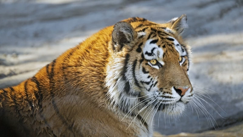 Tiger Predator Glance Big Cat Face 4K HD Wallpaper