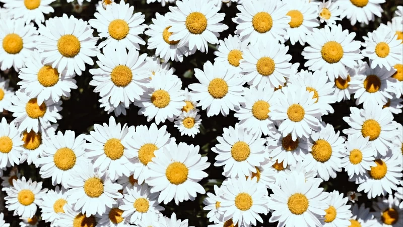 Chamomile Flowers White Bloom Plants 4K HD Wallpaper