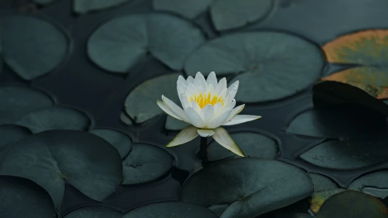 Lotus Petals Leaves 4K HD Wallpaper