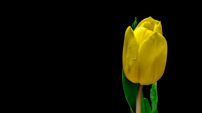 Tulip Flower Yellow Plant Petals 4K HD Wallpaper