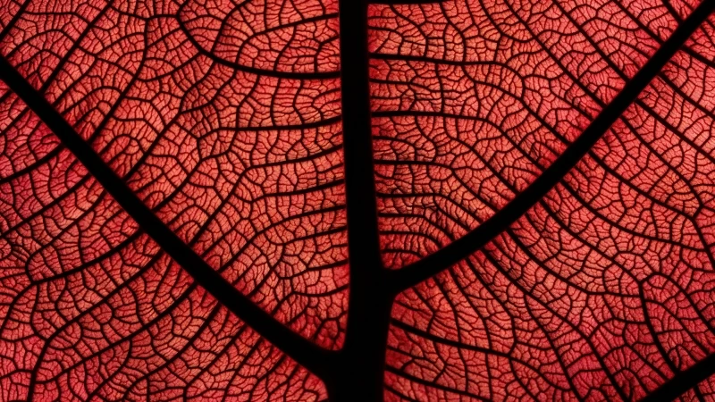 Leaf Macro Veins Plant Red 4K HD Wallpaper