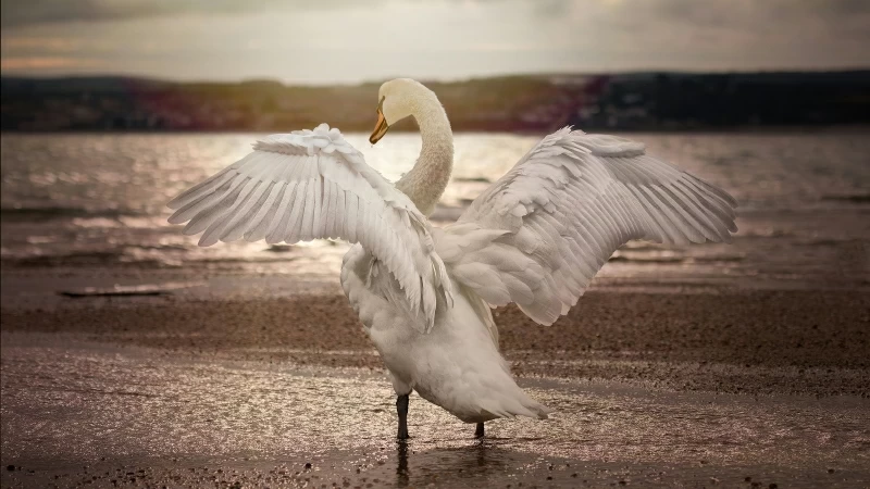 Swan Opening Wings 4K HD Wallpaper