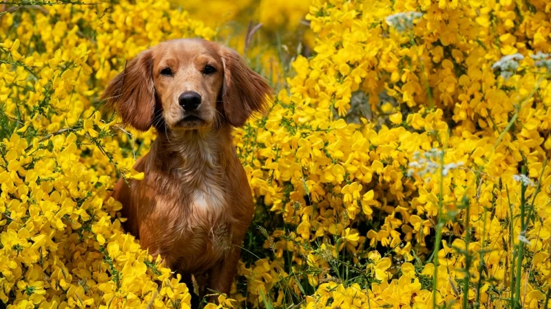 Animal Spaniel 4K 5K HD Wallpaper