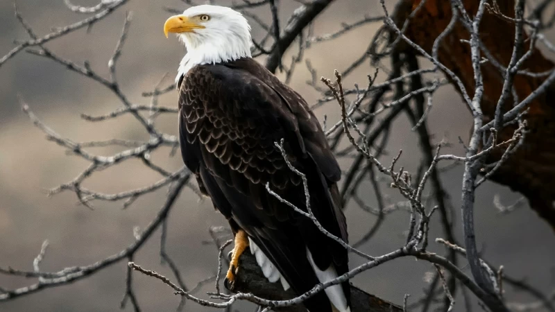 Bald Eagle On Brown Tree Branch 4K HD Wallpaper