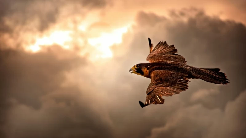 Hawk Flying In Sky 4K HD Wallpaper