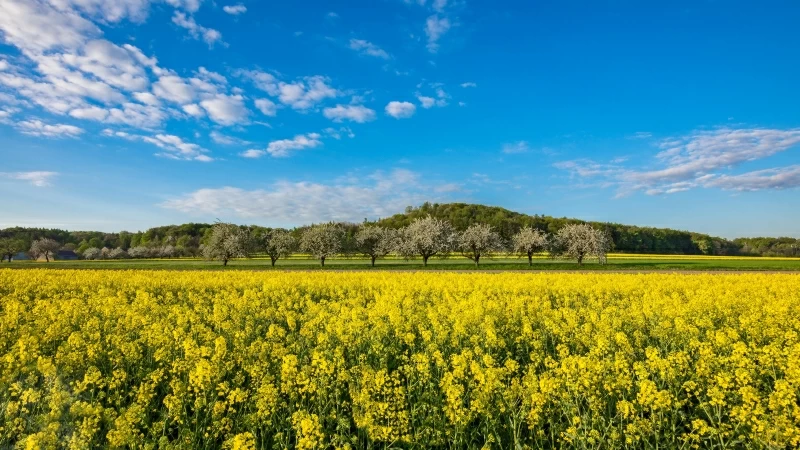 Rapeseed 4K 5K HD Wallpaper