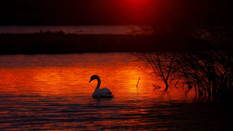 Swan Bird Lake 4K 5K HD Wallpaper