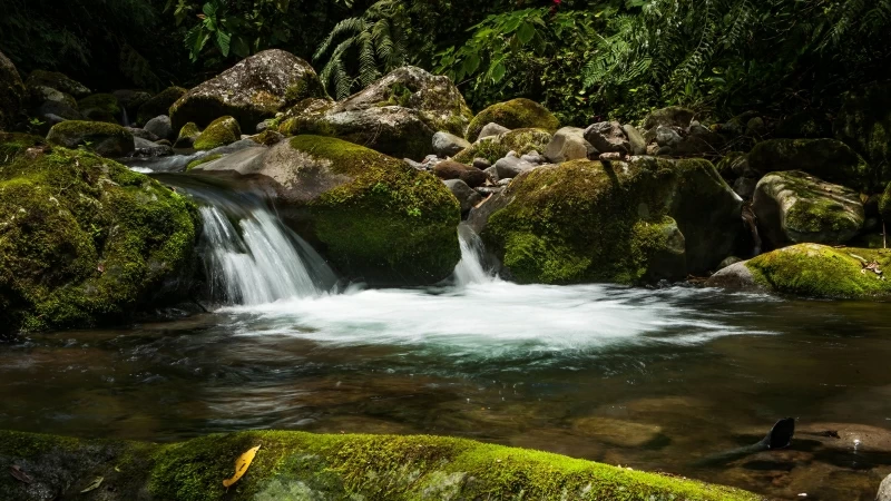 Waterfall Stones Moss Water Plants 4K HD Wallpaper