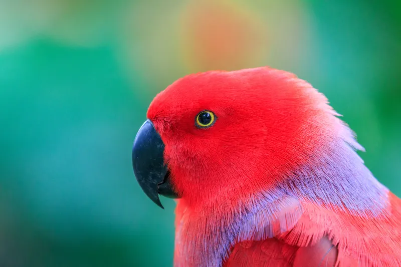 Colorful Parrot 5k Wallpaper