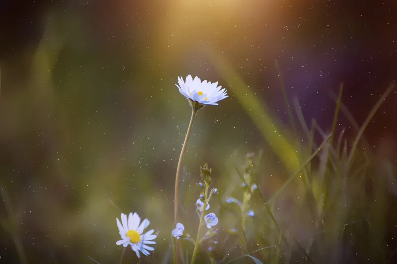 Daisy Blossom Flower Wallpaper