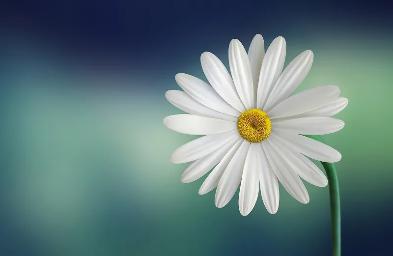 Daisy Wallpaper