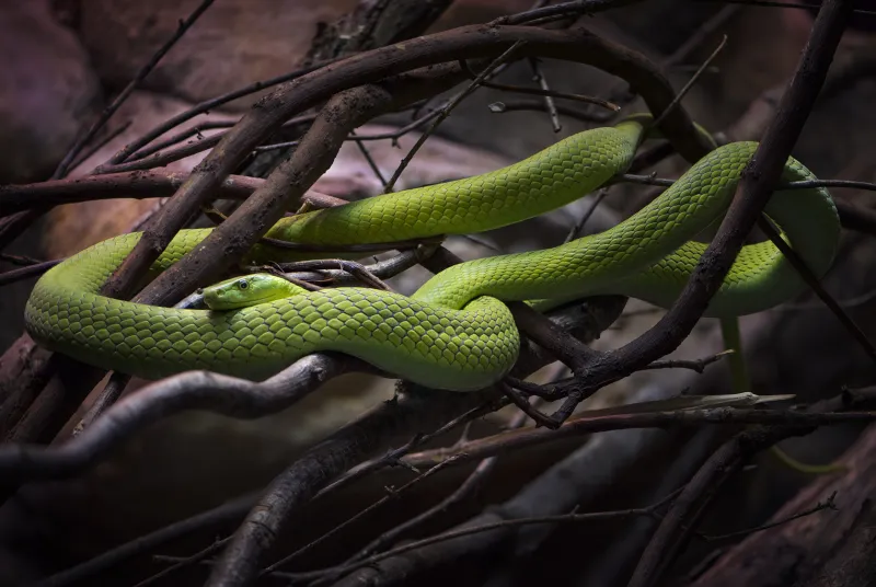 Emerald Tree Boa Wallpaper