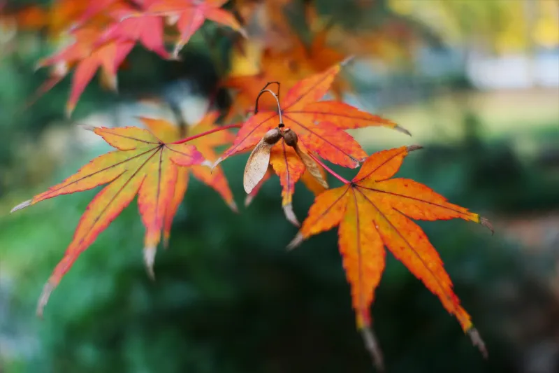 Fall Leaf Autumn Maple Golden Snitch Wallpaper