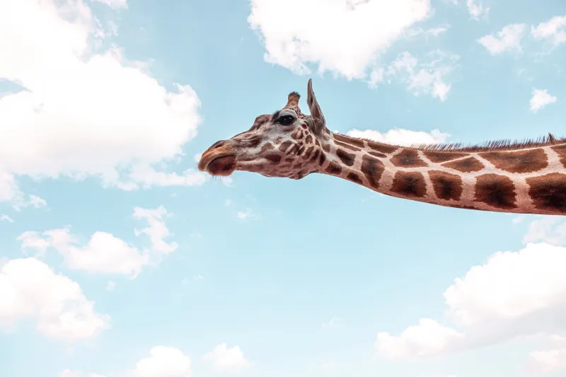 Giraffe Under Blue Sky 5k Wallpaper