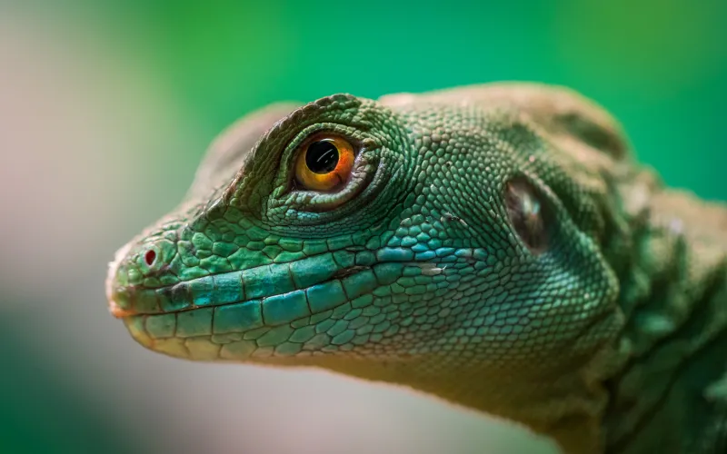 Green Lizard Reptile Macro 4k Wallpaper