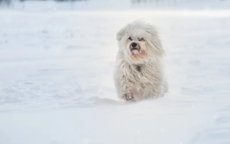 Havanese Running In Sbow Wallpaper