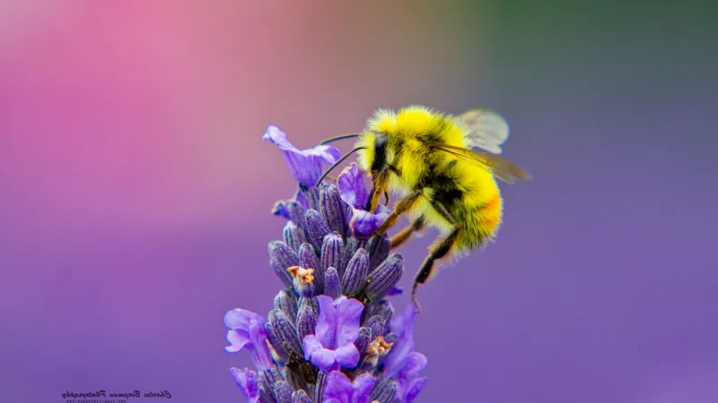 Honey Bee Lavendar Nectar Wallpaper