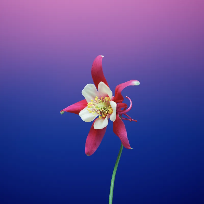 Ios 11 Flower Aquilegia Wallpaper