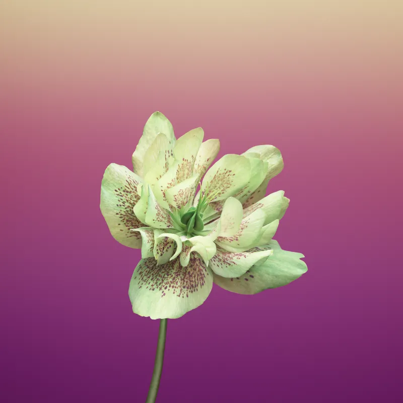 Ios 11 Flower Helleborus Wallpaper